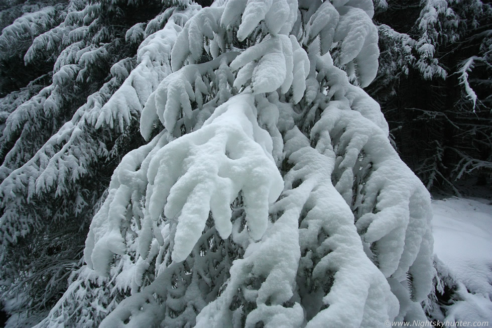 Glenshane Forest Snow