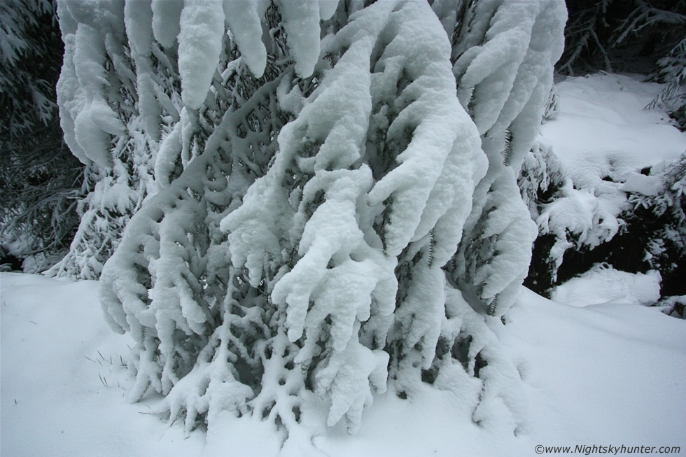 Glenshane Forest Snow