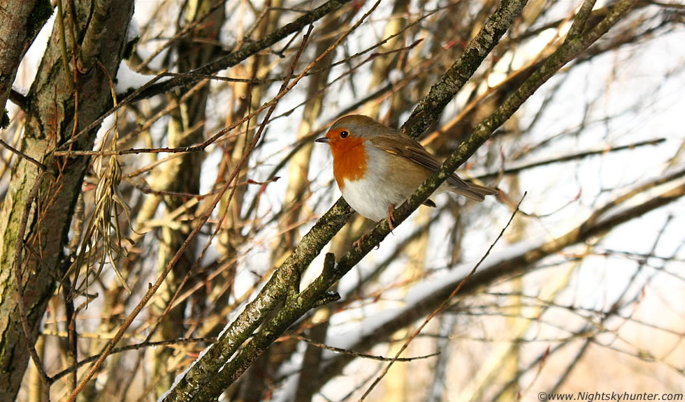 Magherafelt Robin