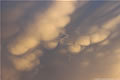 Mammatus