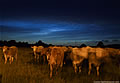 Noctilucent Clouds