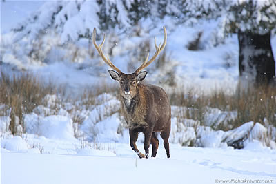 Snow Landscape Gallery